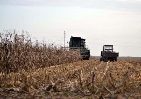 Agro-sclavagism: Fermierii bihoreni, în pragul disperării, pentru că anul acesta vor ieşi în pierdere